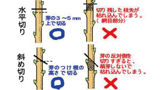 新樹園 庭木のお手入れ ケーティーテック株式会社 新樹園